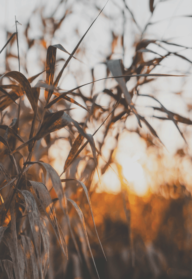AGRICULTURE